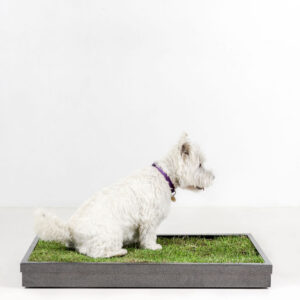 Dog Toilet