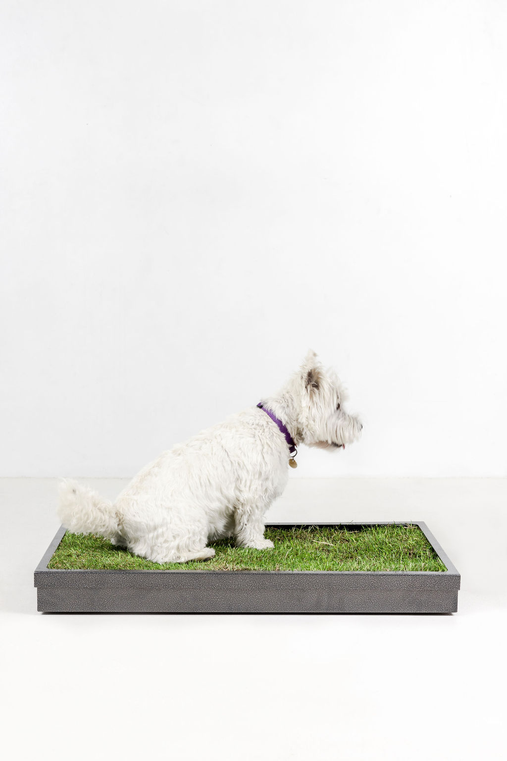 Dog Toilet